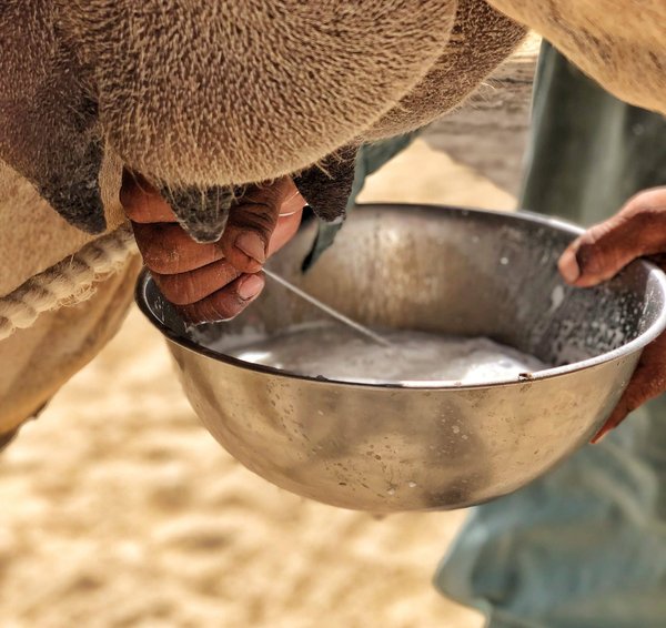 Présentation complète du lait de chamelle, ses bienfaits et ses utilisations